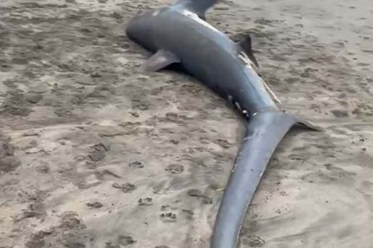 The thresher shark washed up on Par beach, Cornwall. Release date January 3, 2025. A shocking video shows a massive endangered shark washed up on a British beach. The shark was discovered by a dog walker at about 8am on New Year's Day on Par beach, Cornwall. The animal was estimated to be around two-and-a-half metres long by the walker. Teams from Cornwall Wildlife Trust have collected the body and will conduct an autopsy to determine the cause of death. On a Facebook post, the Trust said the animal was a thresher shark - a migratory species that travels through UK waters during the summer months. Thresher sharks are classified as Endangered in European waters by the IUCN Red List.
