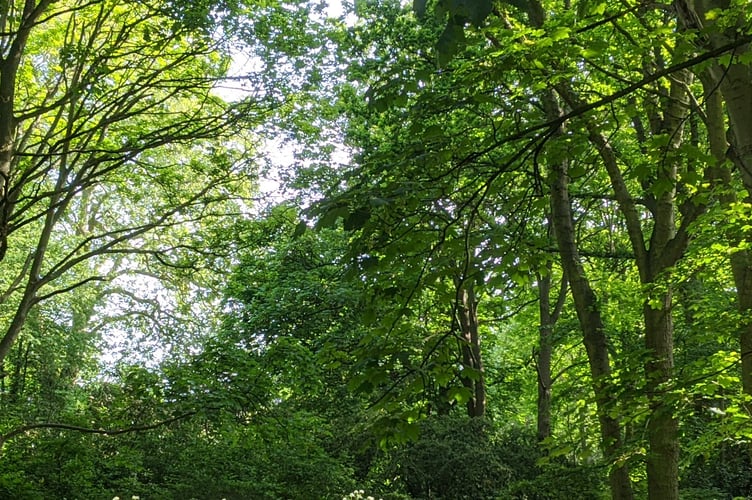 Cornish residents are being urged to collect a free tree as part of the Forest for Cornwall Back Garden Forest project