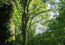 Forest for Cornwall celebrates 1.6-million trees planted in five years
