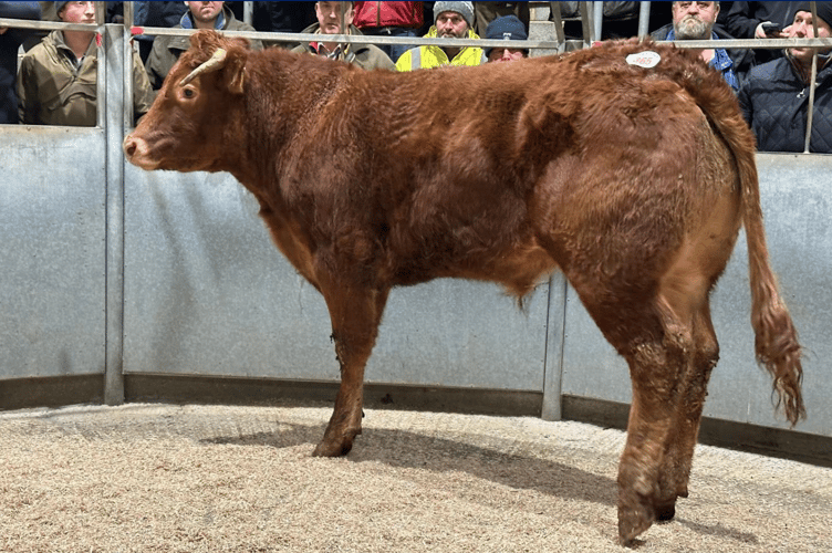 “Limousin x steer to £2065 for Mr R I P Andrew of Coverack, Helston”.