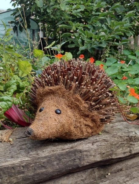 Harlyn the hedgehog has taken up residence on Truro's Trafalgar roundabout