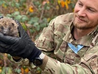 RAF St Mawgan helping hedgehog population to flourish