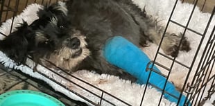 Appeal launched after dog hit by a car to help cover urgent surgery