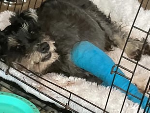 Appeal launched after dog hit by a car to help cover urgent surgery