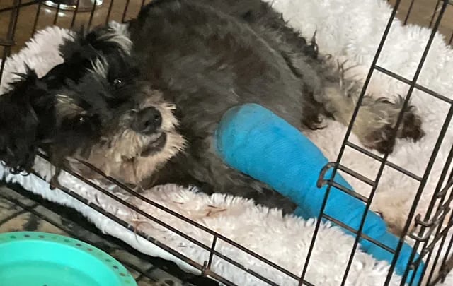 Appeal launched after dog hit by a car to help cover urgent surgery
