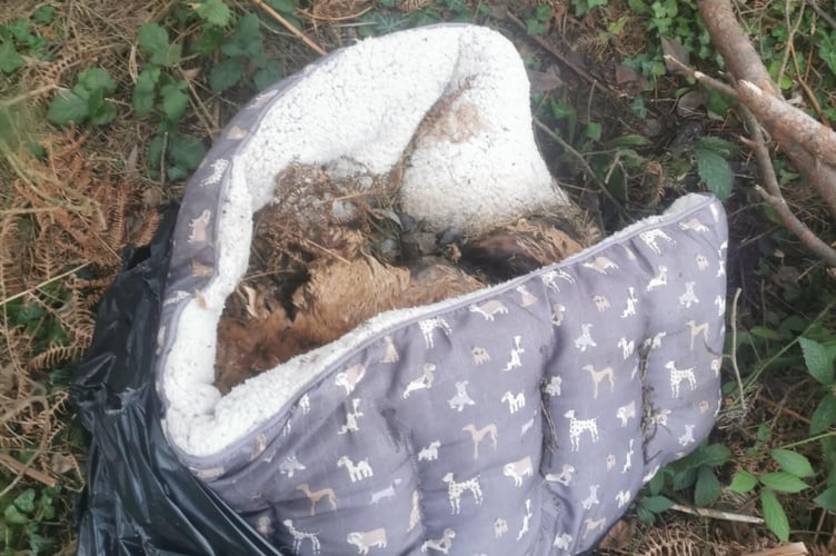 Dog found in woodland near Truro.
