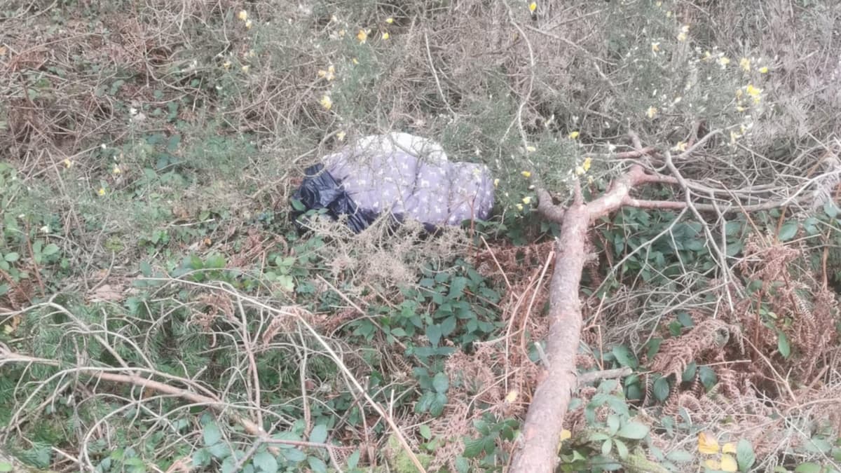 RSPCA appeal for information after body of dog found near Truro ...