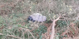 Body of a dog found near Truro
