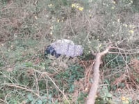 Body of a dog found near Truro