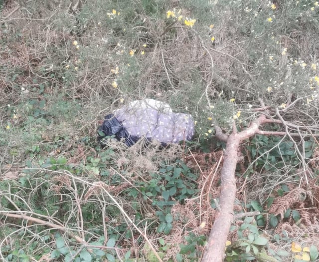 Body of a dog found near Truro