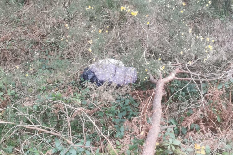 RSPCA appeal for information after body of a dog was found near Truro 2