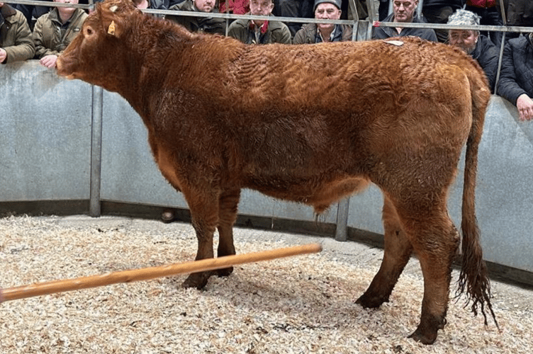 “South Devon steers to £2075 & £2040 for Mr C Eustice of Crantock, Newquay.