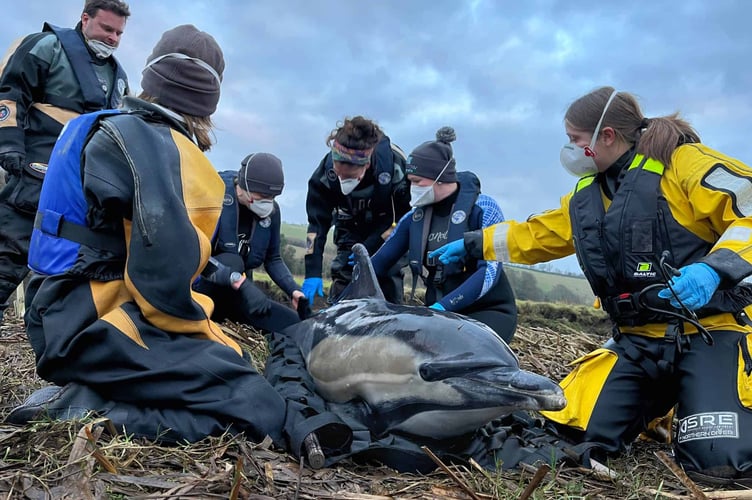 Specially trained Marine Mammal medics and vets from the British Divers Marine Life Rescue team deal with the stranded common dolphin in the River Fowey