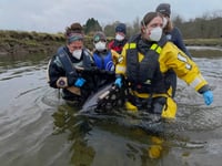 Stranded dolphin successfully rescued from the River Fowey