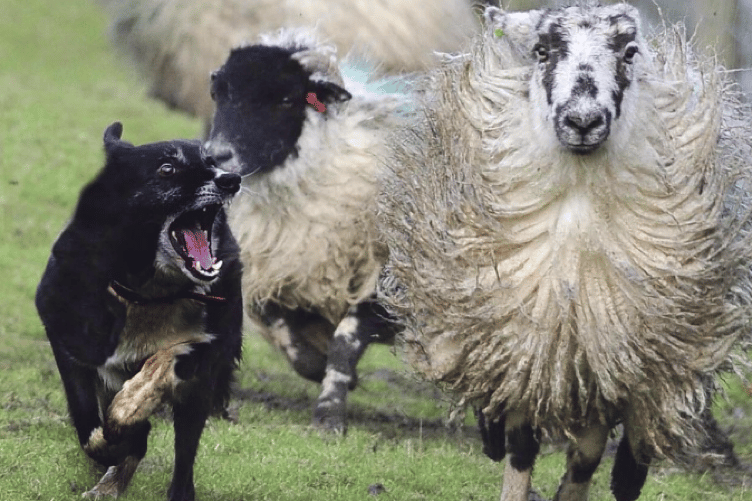 Farmers are invited to a special event to protect livestock against dog attacks.