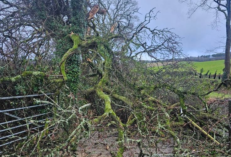 Trees near Cardinham Woods have also borne the brunt of the 'mini tornado' (Picture: Lyn Smith/Little Margate Equestrian)