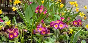 Gardening with Martin Pallett: Be ready and prepared