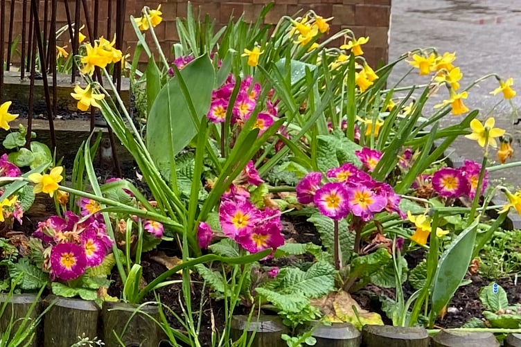 Spring flowers will be appearing in our borders over the weeks and months ahead. Picture: Andrew Townsend