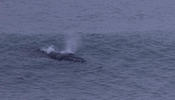 Humpback Whale goes surfing in Newquay