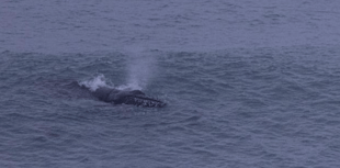 Humpback Whale goes surfing in Newquay