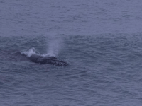 Humpback Whale goes surfing in Newquay