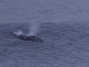 Humpback Whale goes surfing in Newquay