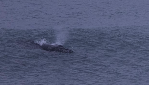Humpback Whale goes surfing in Newquay