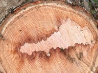 Surprise as shape of Cornwall found in wood