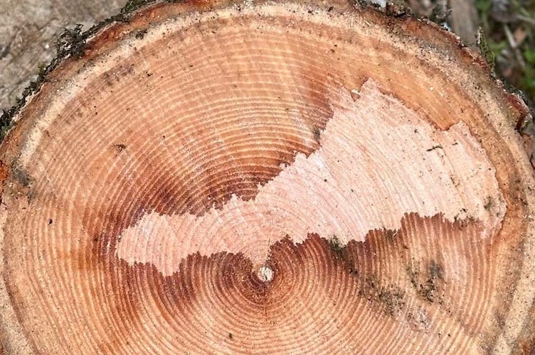 The pattern in the wood has a resemblance to the shape of Cornwall.
