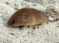 Harvest mouse found at windfarm named Rabbie after Scottish Bard