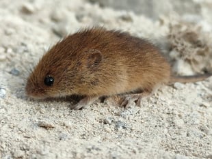 Harvest mouse found at windfarm named Rabbie after Scottish Bard