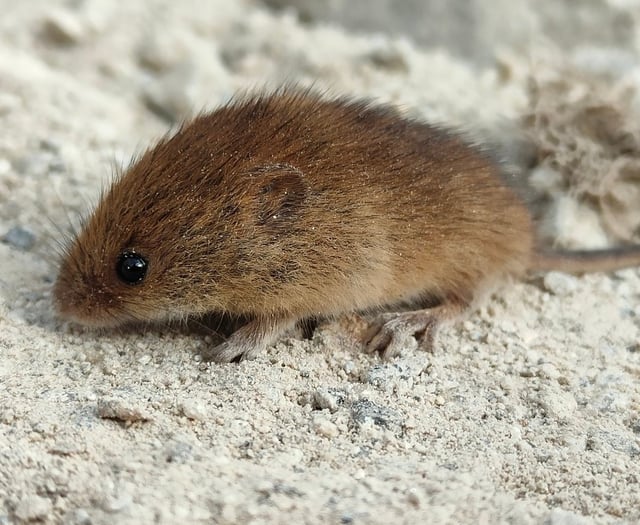 Harvest mouse found at windfarm named Rabbie after Scottish Bard