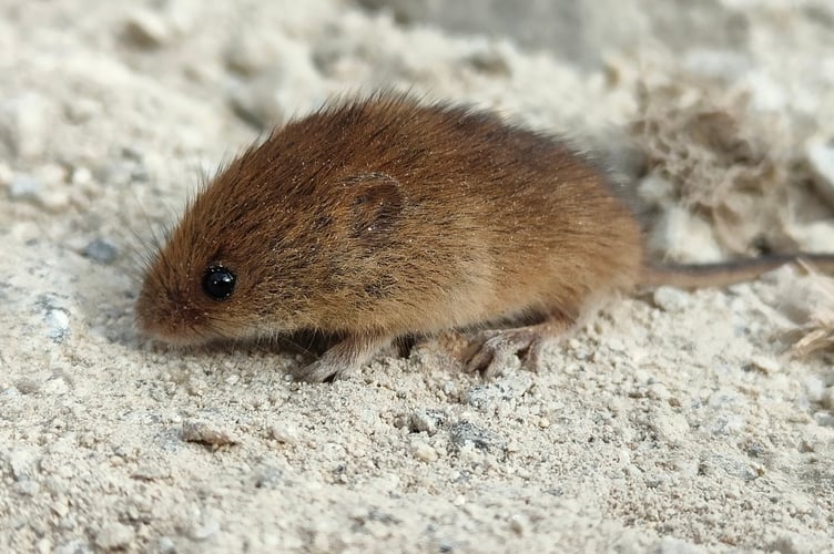 Rabbie the harvest mouse at Carland Cross windfarm