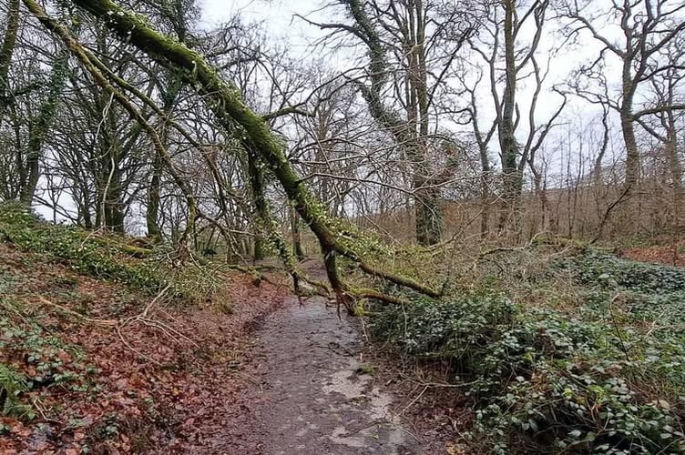 A fallen tree at Golitha Falls