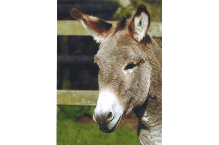 Amos the donkey.