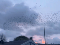 People wowed by one of winter's spectacles