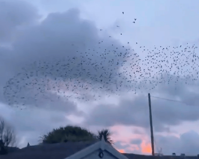 People wowed by one of winter's spectacles