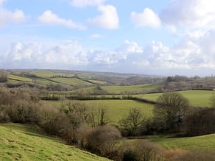 Hedgerow regulations to be brought into law to protect wildlife
