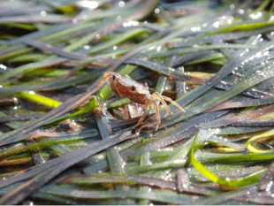 Trust appealing for help as part of seagrass restoration project