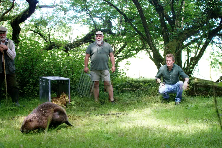 Robin Hanbury-Tenison (left) releasing a beaver onto his nature reserve near Bodmin, Cornwall. See SWNS story SWPLbeaver. A famous explorer and one of the first in the country to become a coronavirus victim said he survived his battle - by dreaming of beavers. Robin Hanbury-Tenison, 84, who is also an author, spent seven weeks in hospital and five of those were in an induced coma. He said it was a "rough time" and that he was given just a five per cent chance of surviving - but miraculously he pulled through. One of the things that kept Robin, from Bodmin, Cornwall, going was the dream of releasing a beaver into a nature reserve - which his son, Merlin, arranged on his return home.