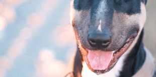 Warning signs installed at beaches after four dogs die from poisoning