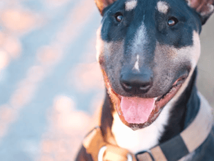 Warning signs installed at beaches after four dogs die from poisoning