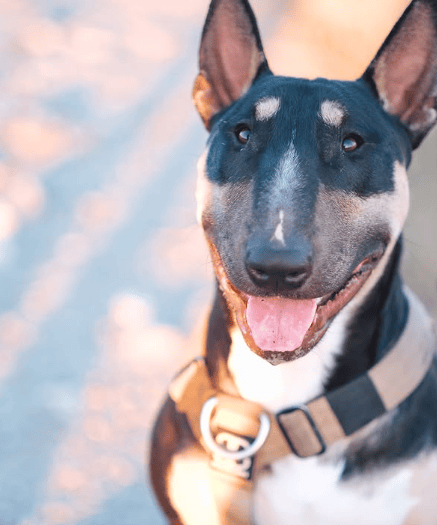 Warning signs installed at beaches after four dogs die from poisoning