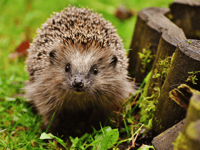 Hedgehog charity launches fundraiser to generate its own energy