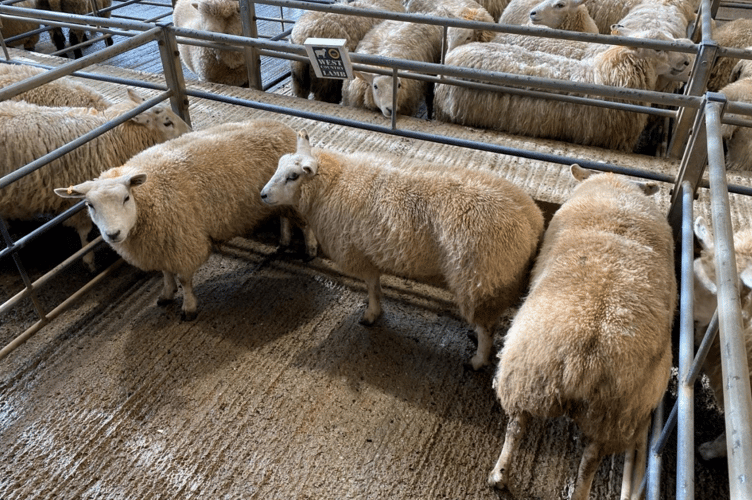 “375p/kg for 39.10kg hoggs from Mr R A Coad of Cubert, Newquay.
