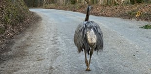 Bodmin Police share delight after having luck 'catching them Rheas' 