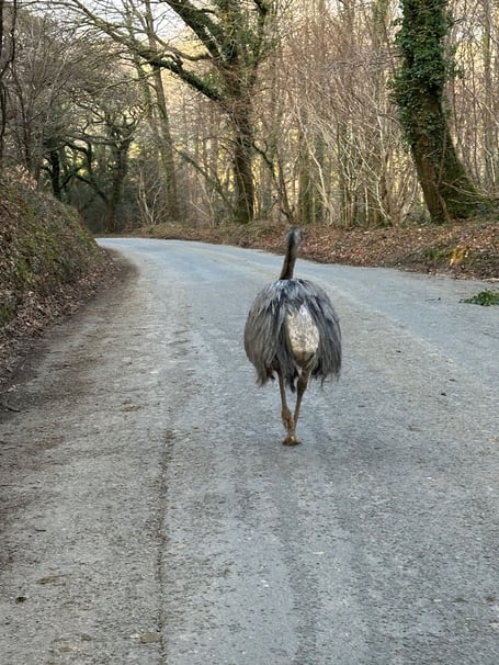 A rhea on the loose in rural North Cornwall (Picture: Devon and Cornwall Police)