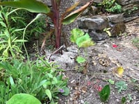 Volunteer gardeners plead "no more ashes"