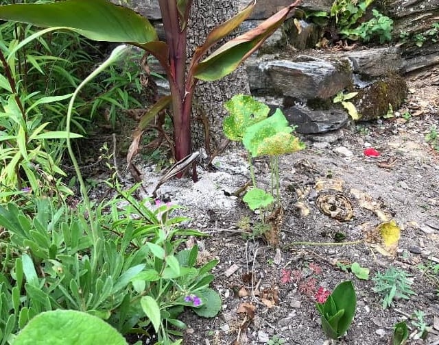 Volunteer gardeners plead "no more ashes"