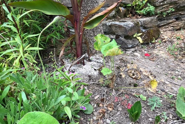 Human ashes discovered at Truro's Sunny Corner